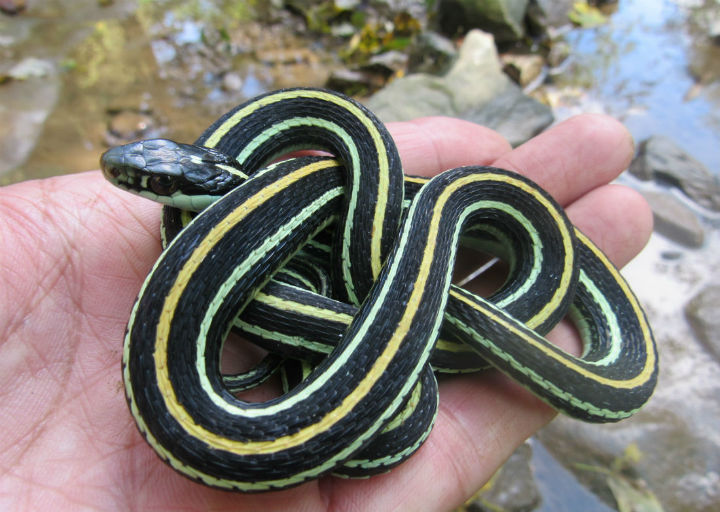 Western Ribbon Snake